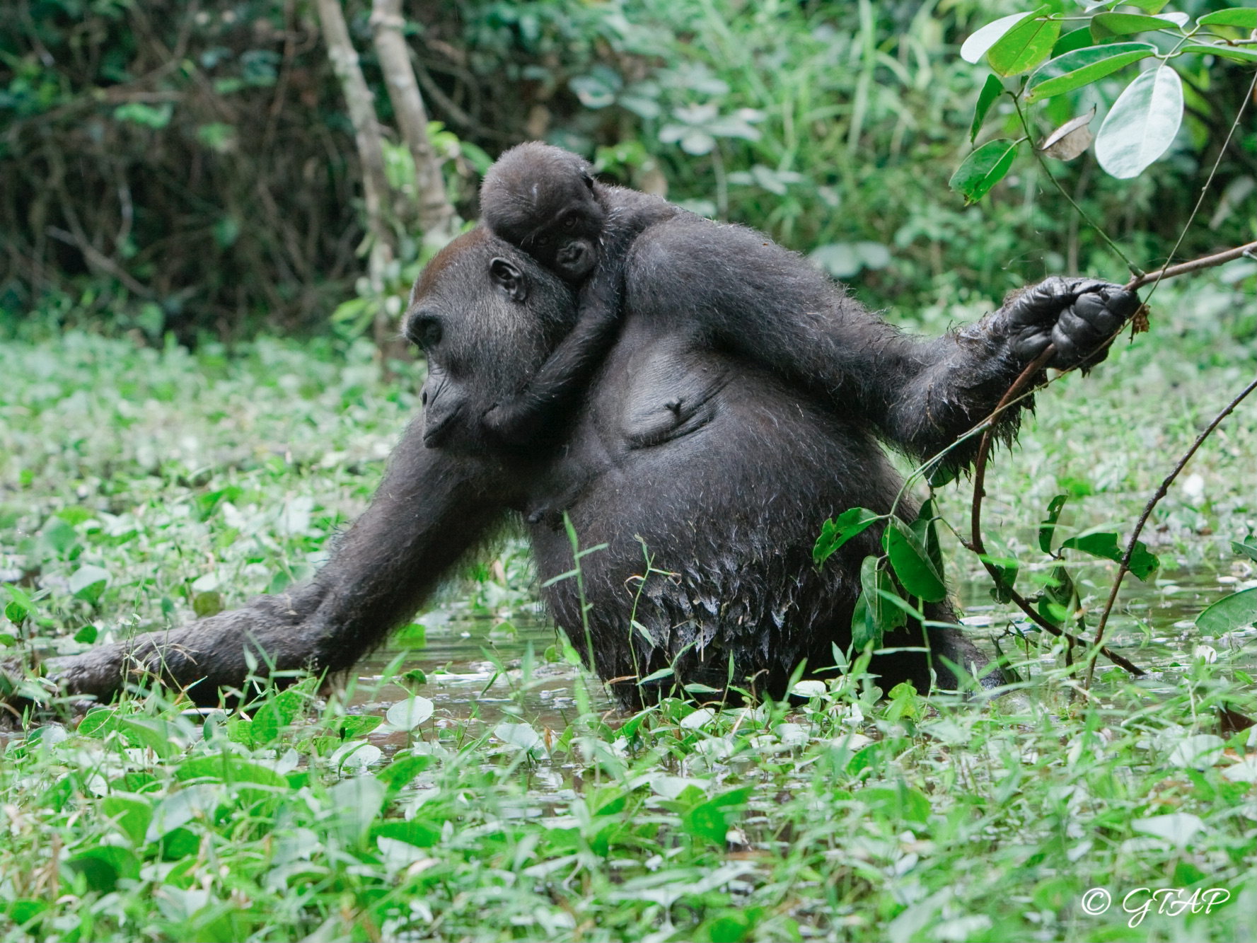 3. GTAP gorilla 2