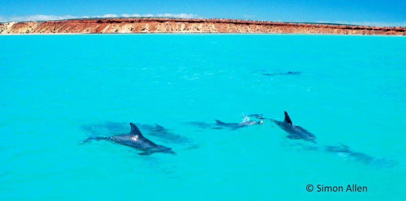 Dolphins and the Grooves